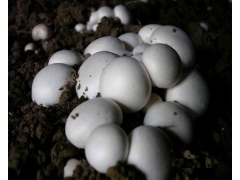 【双孢菇供应】十月中旬上市一批优质双孢菇，有意者请联系图1