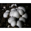 【双孢菇供应】十月中旬上市一批优质双孢菇，有意者请联系