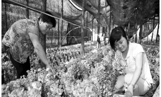 灵宝市西阎乡香菇种植开拓增收新渠道 ()