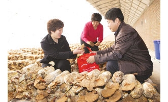 天津张家窝镇灵芝基地取得双重效益 ()