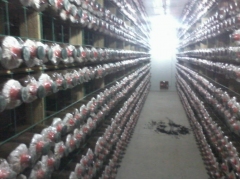 杏鲍菇冷库培植技术，杏鲍菇养植保鲜冷库安装图1