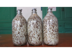 天麻蜜环菌 锯末蜜环菌菌种 实图图1