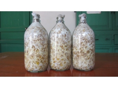 天麻蜜环菌 玉米粒蜜环菌菌种图1