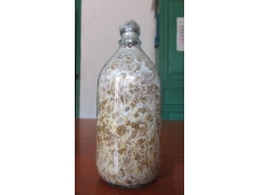 天麻蜜环菌 玉米粒蜜环菌菌种图2