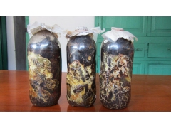 天麻蜜环菌 枝条蜜环菌 菌棒图1