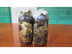 天麻蜜环菌 枝条蜜环菌 菌棒图2