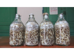 天麻蜜环菌原种图1