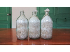 天麻萌发菌原种图1