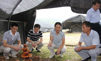 金力实地调研大柳镇风胜食用菌发展情况 ()