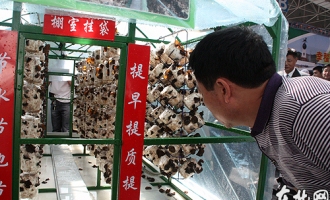 黑木耳产业富了东宁县农民 ()