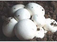 常年供应双孢菇鲜品图1