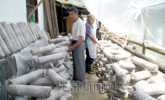 龙泉鼓励农民发展食用菌、黑木耳等产业 ()