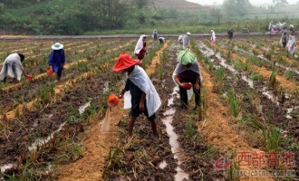 华蓥市阳和镇利用闲田抢种食用菌增收 ()