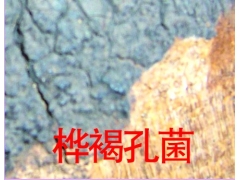 桦树黄 猪苓 五味子 刺五加籽图1