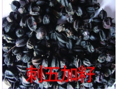 桦树黄 猪苓 五味子 刺五加籽图3