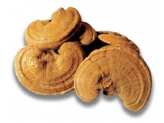 供应泰山赤灵芝 无虫蛀 无发霉 现货图1