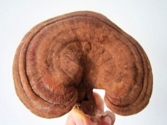 供应南韩灵芝 韩芝 带孢子粉新鲜灵芝 统货图3