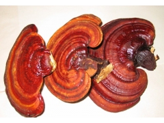 供应泰山赤灵芝 无虫蛀 无发霉 现货图2