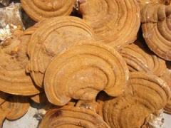 供应泰山赤灵芝 无虫蛀 无发霉 现货图3