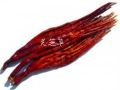 供应鹿角灵芝 鹿茸灵芝 灵芝草 佛手灵芝图3