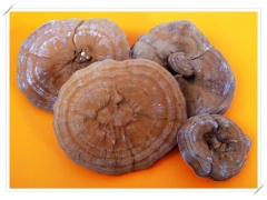 供应椴木灵芝 原木灵芝 椴木灵芝切片 仿野生灵芝图1