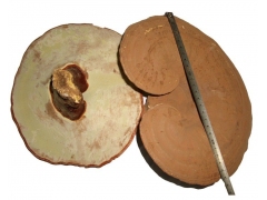 供应椴木灵芝 原木灵芝 椴木灵芝切片 仿野生灵芝图2