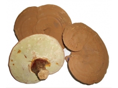 供应椴木灵芝 原木灵芝 椴木灵芝切片 仿野生灵芝图3