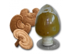 供应灵芝超细粉 灵芝精粉 灵芝粉 300目灵芝超微粉图1