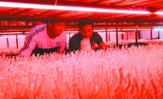 “泥腿子”创新带来古田食用菌发展春天 ()