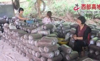 蓬溪县抓好食用菌生产抢占市场先机 ()