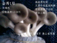 食用菌一级菌种（茶树菇、金针菇、秀珍菇、平菇、香菇等母种）图1