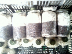 供应食用菌原种、茶树菇、金针菇、香菇、平菇二级菌种等图1