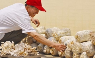 武科大自种食用菌供应师生受欢迎 ()