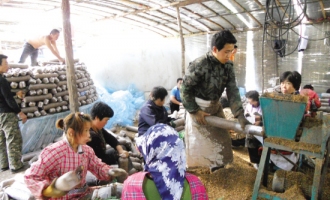 岫岩灾后自救食用菌生产顺利进行 ()