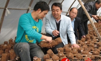 商洛牧护关镇大力发展香菇产业 ()