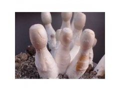 温控房生产四季供应新鲜优质鸡腿菇图1