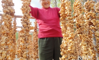 2012年平泉县食用菌预计可实现产值32亿 ()