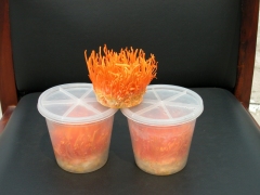 江门鸿豪蛹虫草子实体 虫草花图2