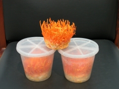 批发出售新鲜虫草 虫草花 蛹虫草图2