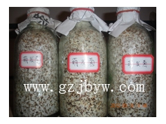 贵州天麻蜜环菌种萌发菌种图1