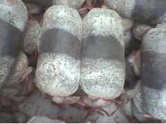 常年供应出菇菌棒、优质菌种图1