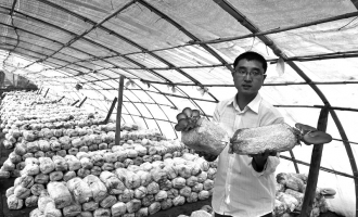 “硕士村官”将食用菌产业做成富民产业 ()