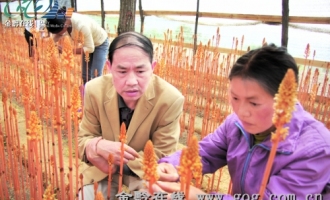 专注品牌德江天麻渐入佳境 ()