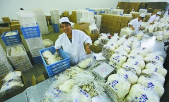 天水国家农业科技园区内企业日产食用菌70吨 ()