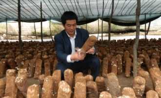平泉县创新食用菌栽培方式采用戳耙式种植香菇 ()