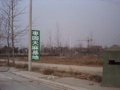 天麻种子。天麻种植技术图3