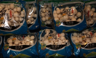 鹿茸菇成功驯化并量产——珍稀食用菌为民众健康发力 ()