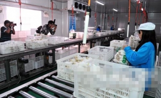福建省首届食用菌摄影大赛已征集摄影作品200多幅 ()