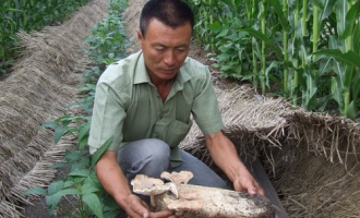 明水县玉米套种食用菌双丰收 ()