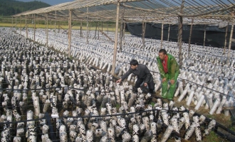 浦城县2012年生产食用菌8300万袋 ()